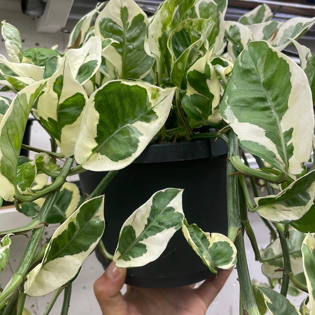 Epipremnum aureum N yoi stora växt ??