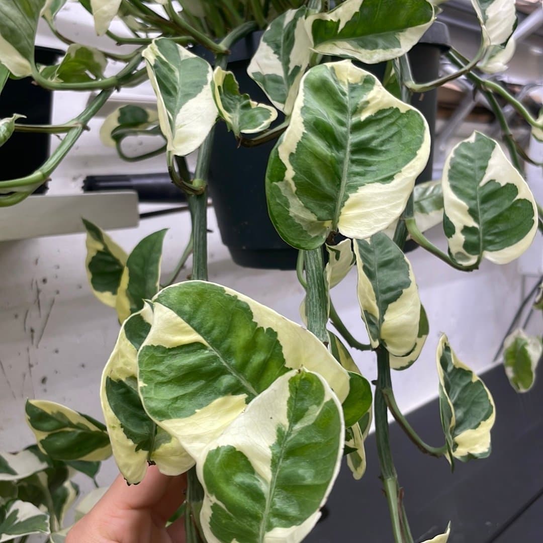 Epipremnum aureum N yoi stora växt ??