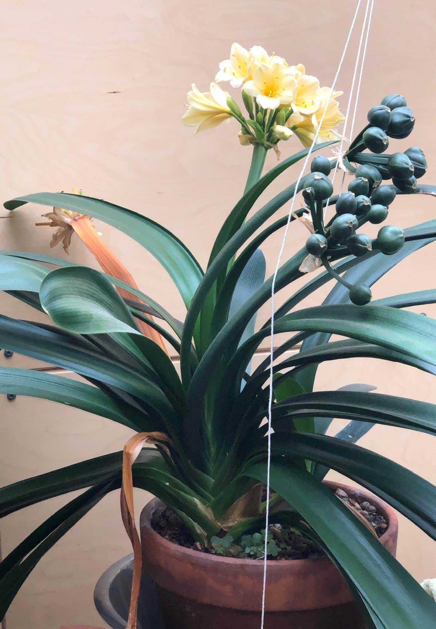 Frökapsel/frukt från Clivia Mönjelilja (Miniata, ljusgul/pastel)
