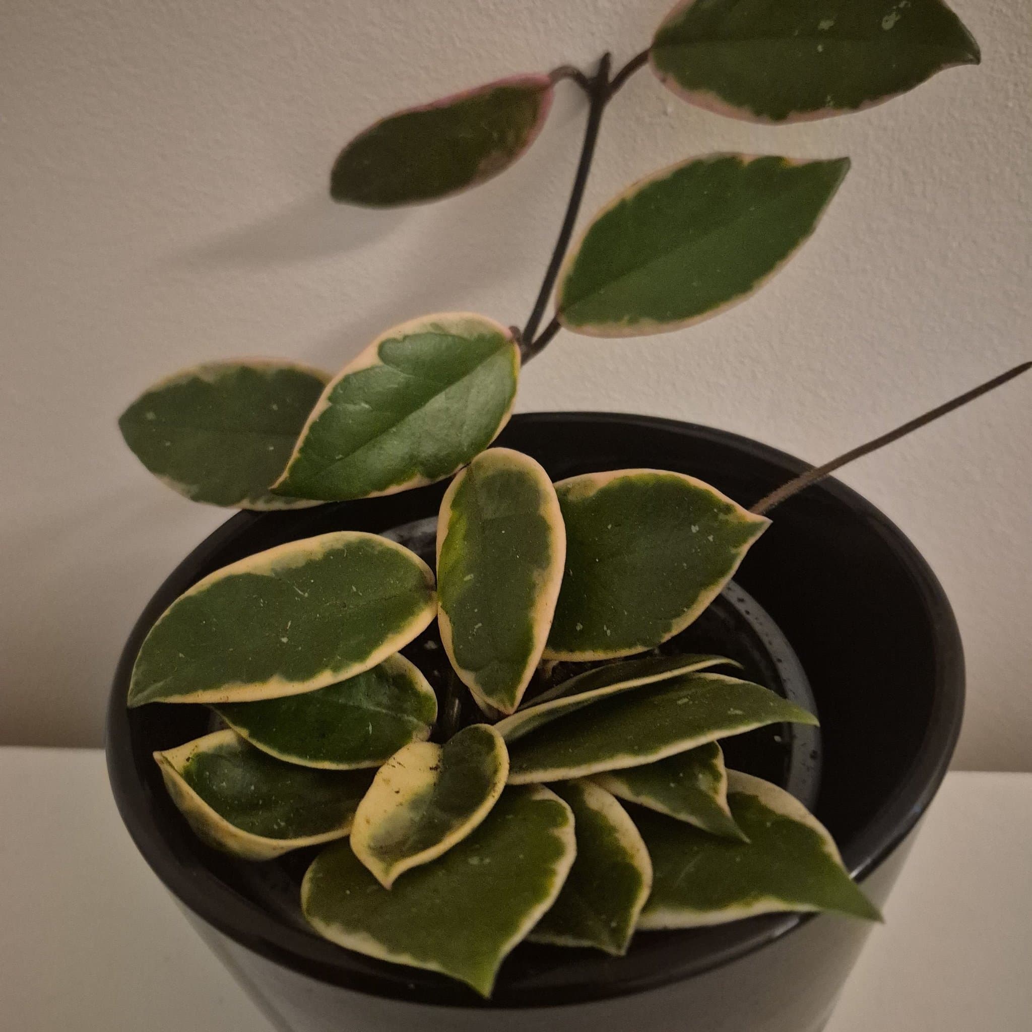 Hoya Krimson Queen
