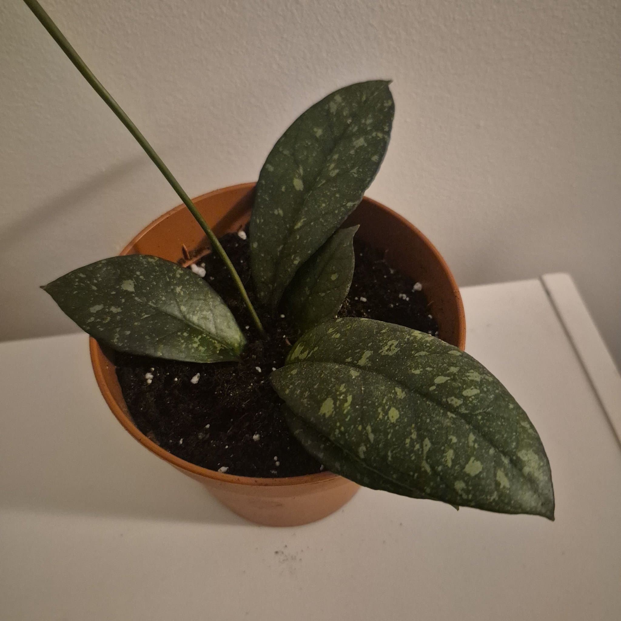 Hoya Krohniana Black