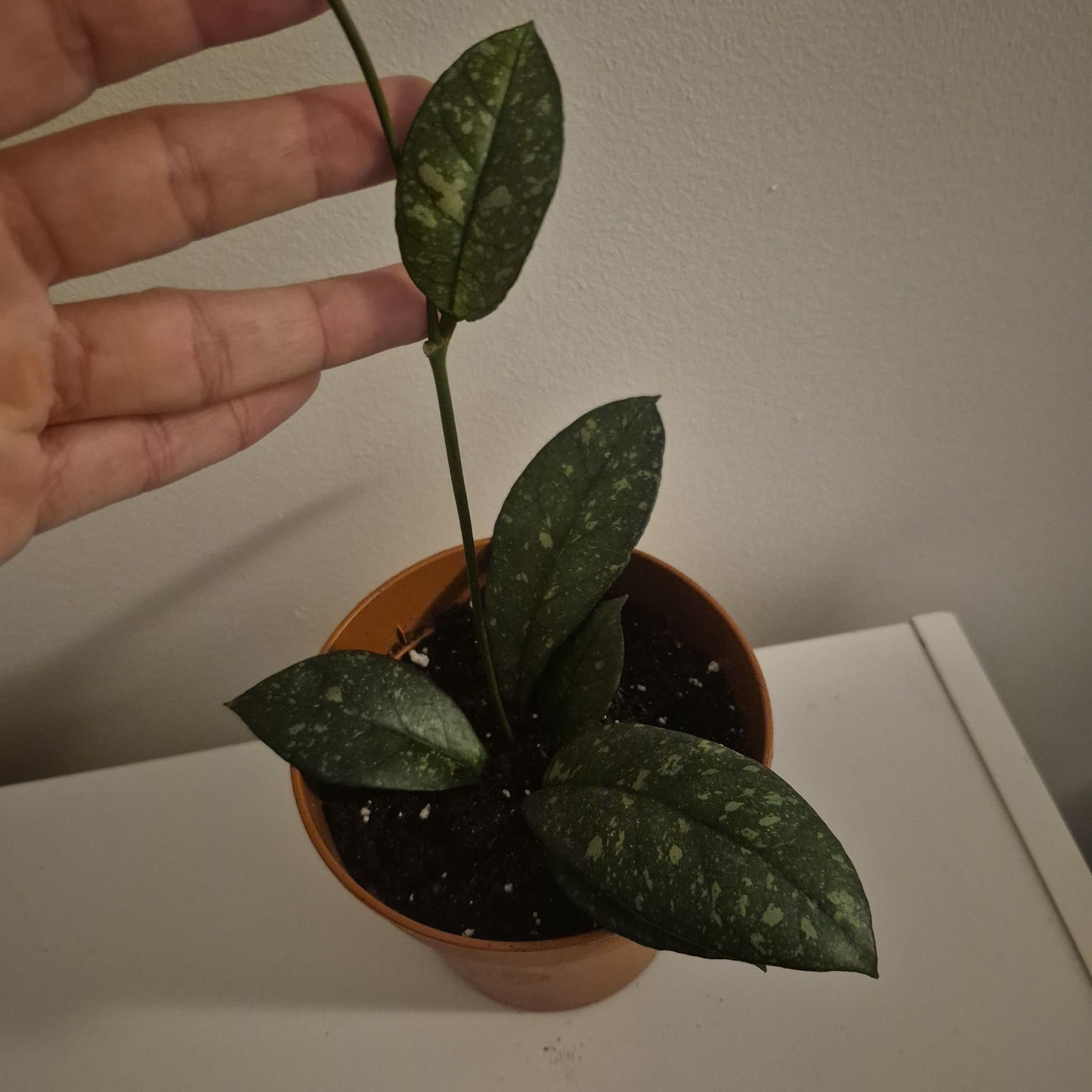 Hoya Krohniana Black