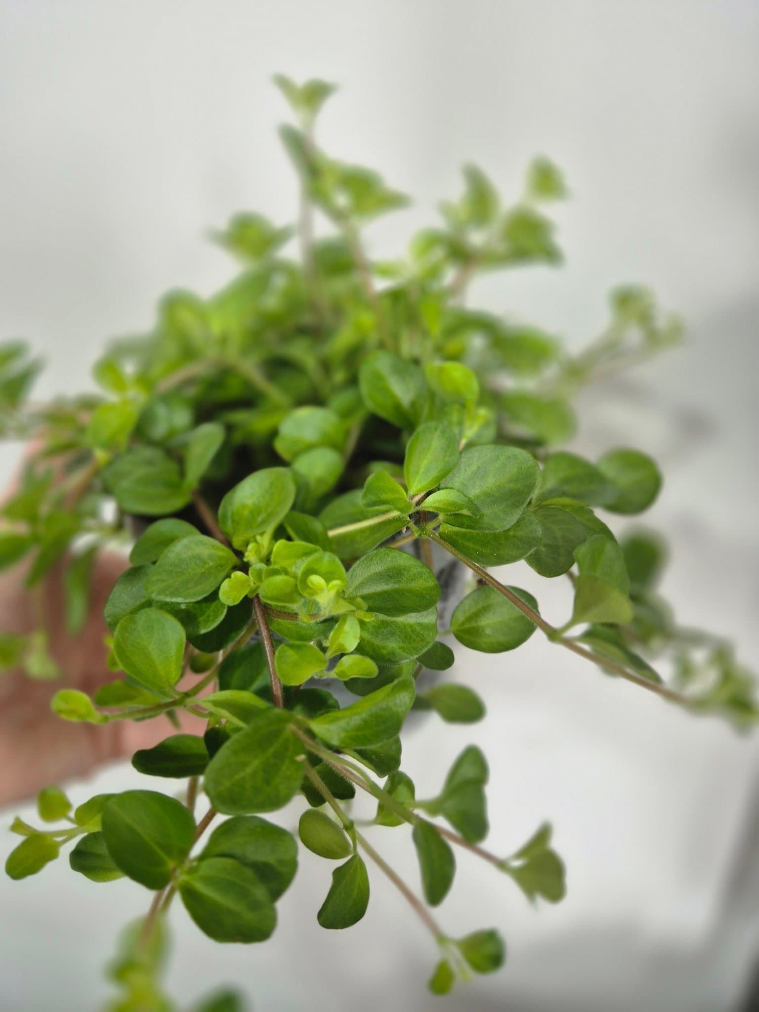Peperomia 'Hope' -
