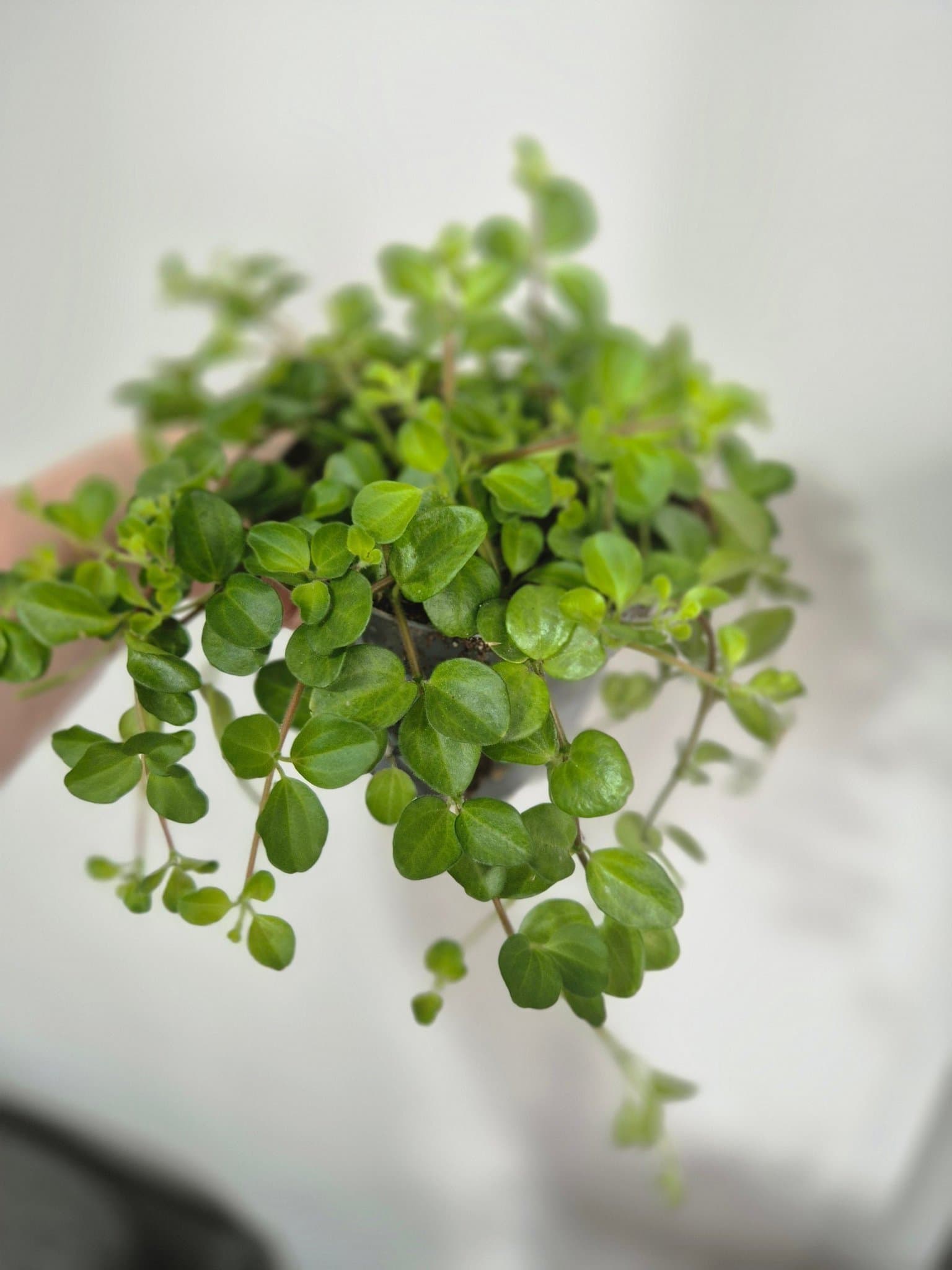 Peperomia 'Hope' -