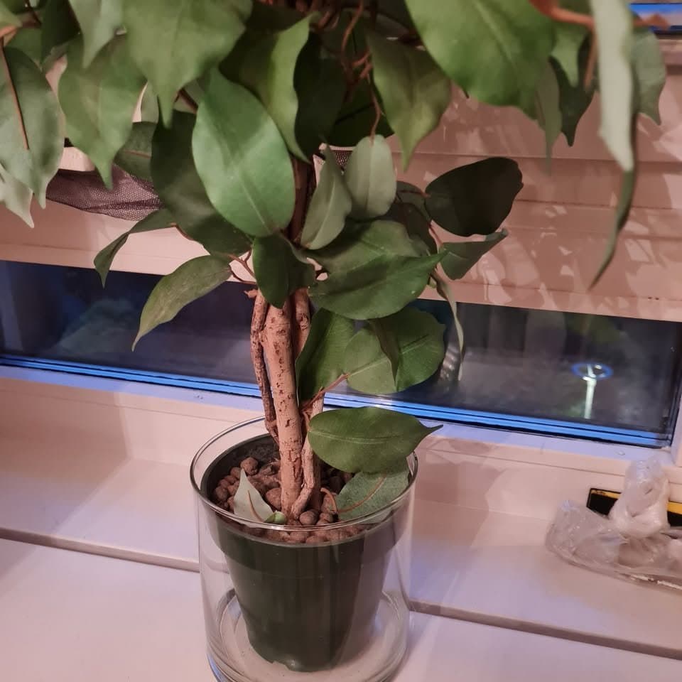 Fikus träd mått:80cm