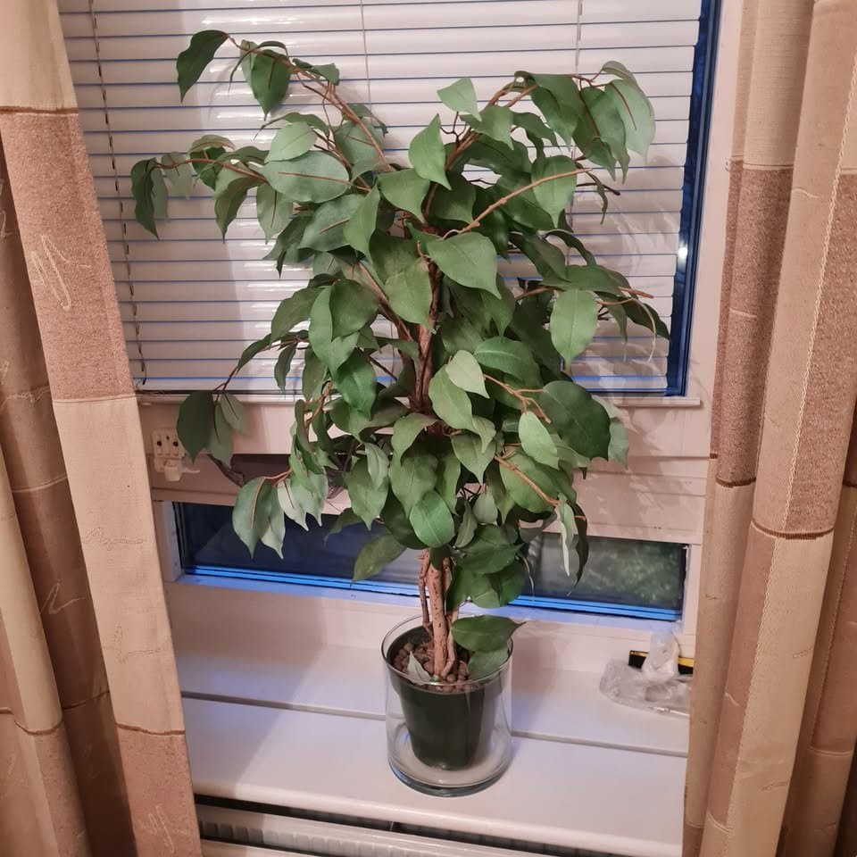 Fikus träd mått:80cm