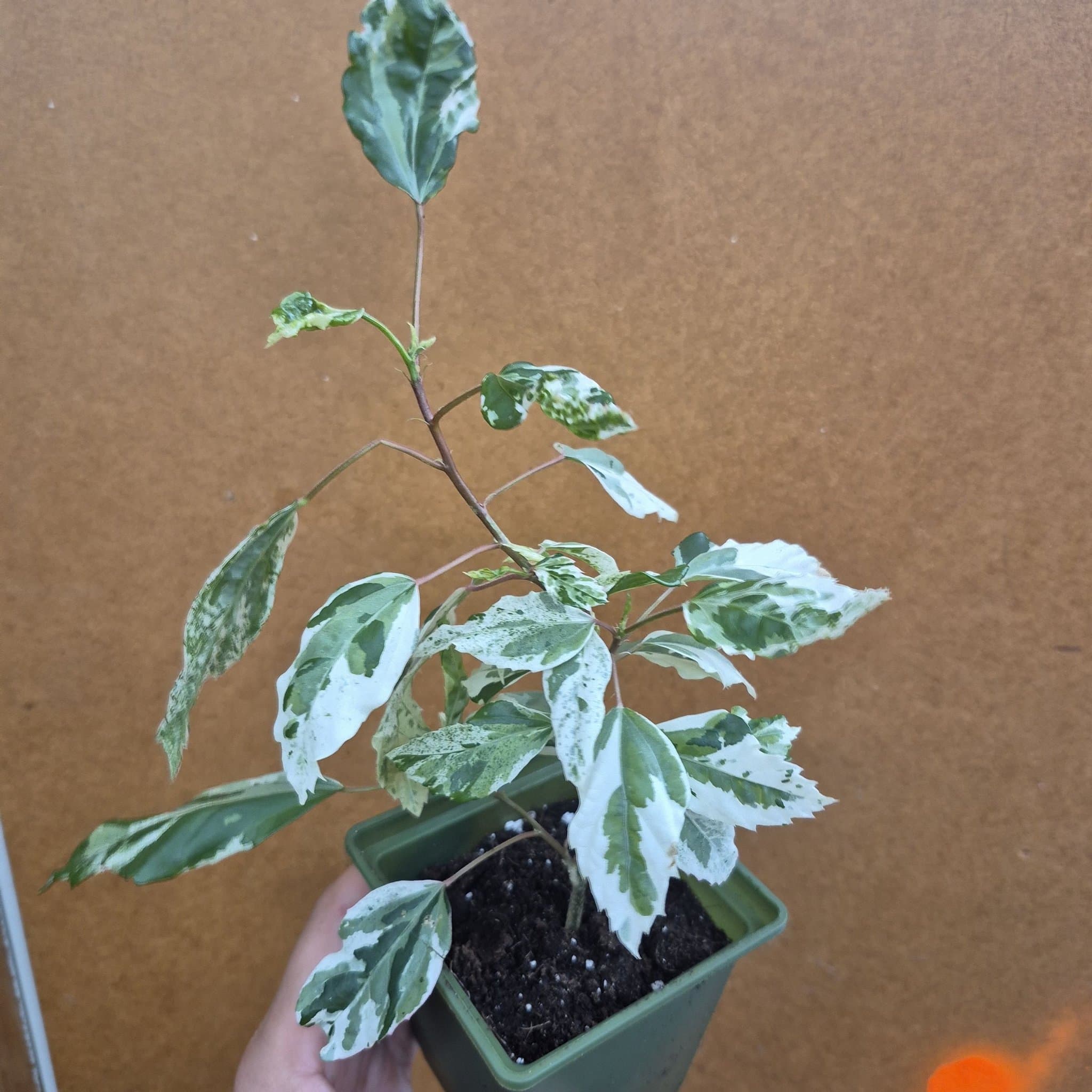 Hibiscus 'Snowflake' - Vitbrokig Hibiskus