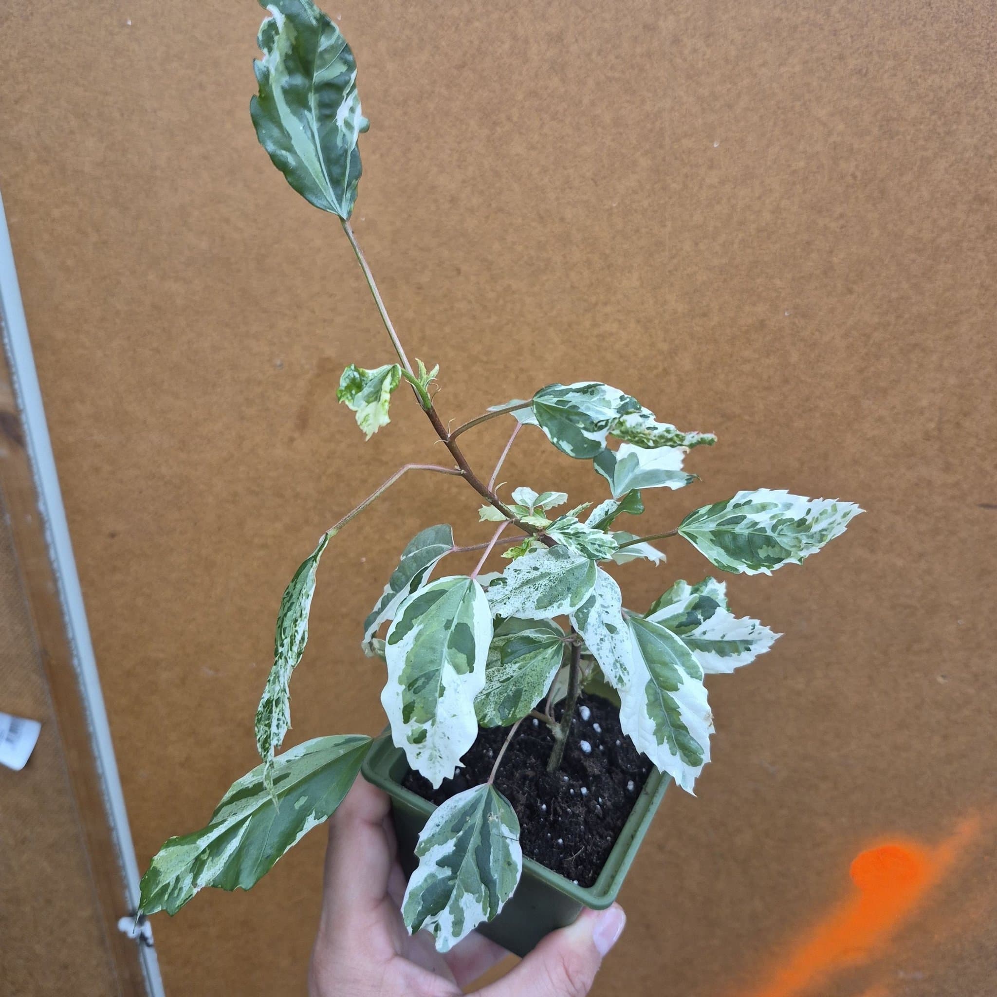 Hibiscus 'Snowflake' - Vitbrokig Hibiskus