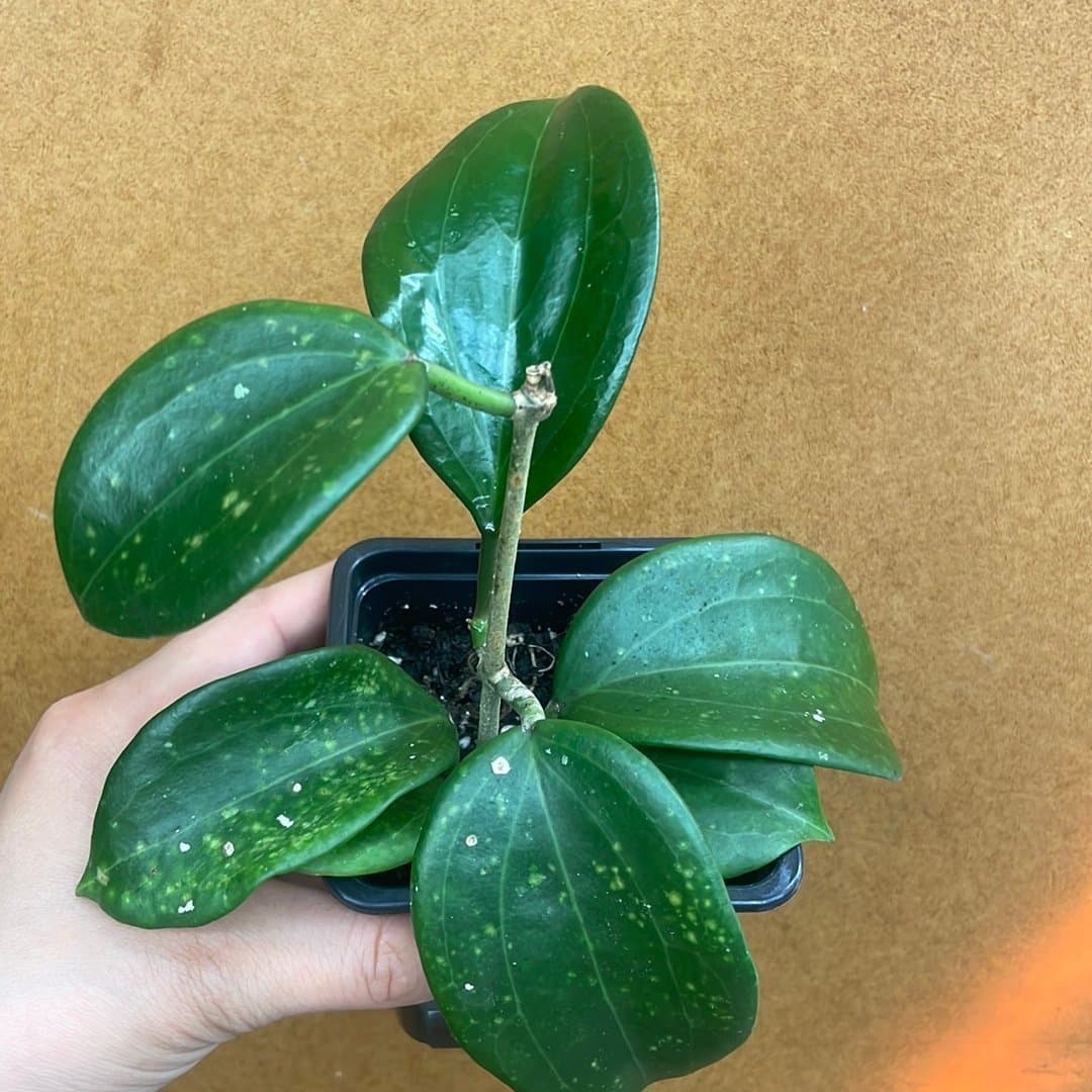 Hoya quinquenervia