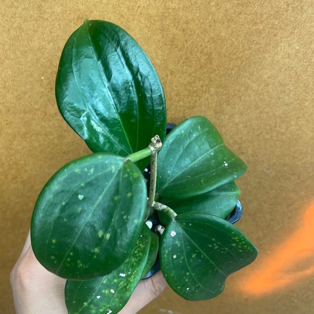 Hoya quinquenervia