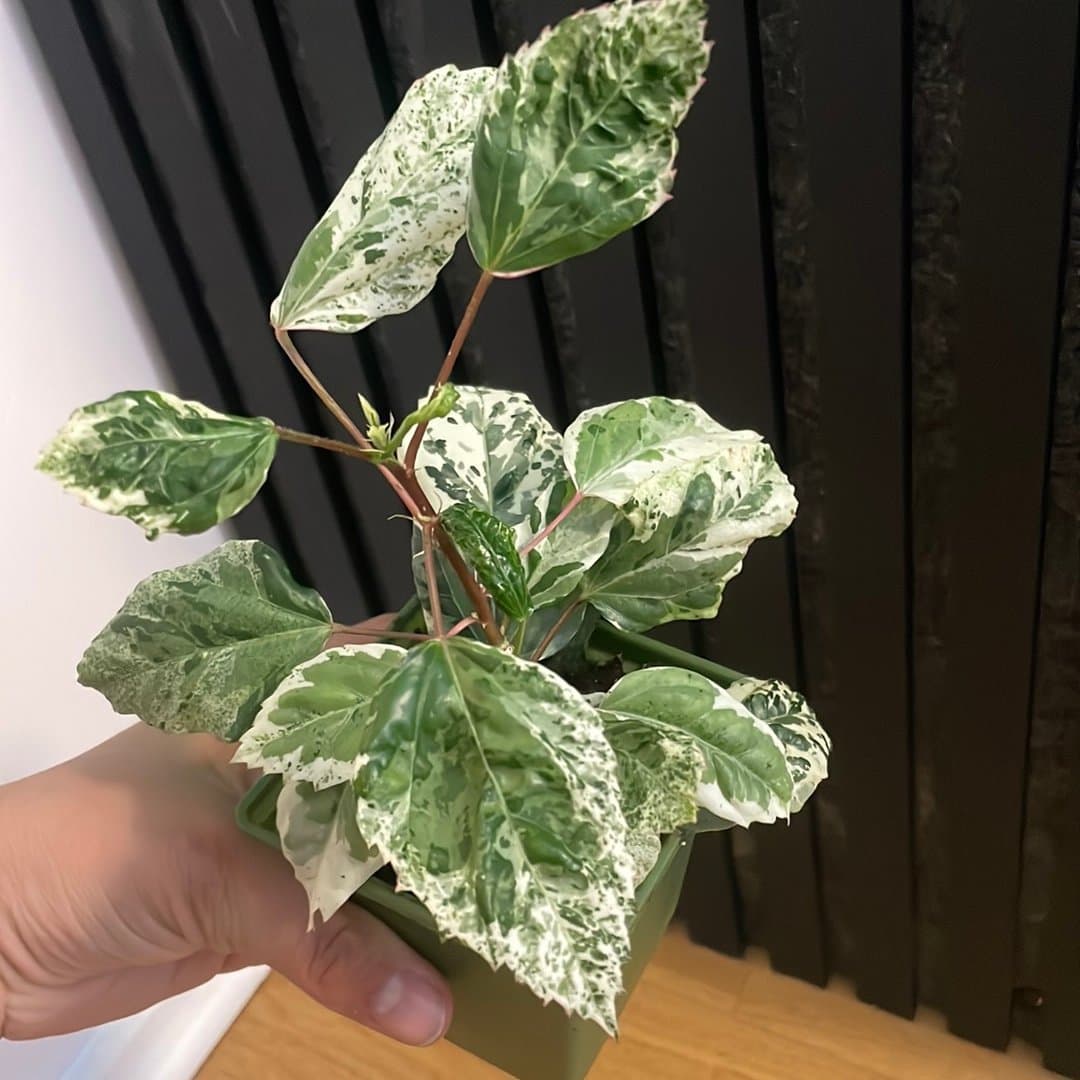 Hibiscus 'Snow Queen' - brokig skönhet