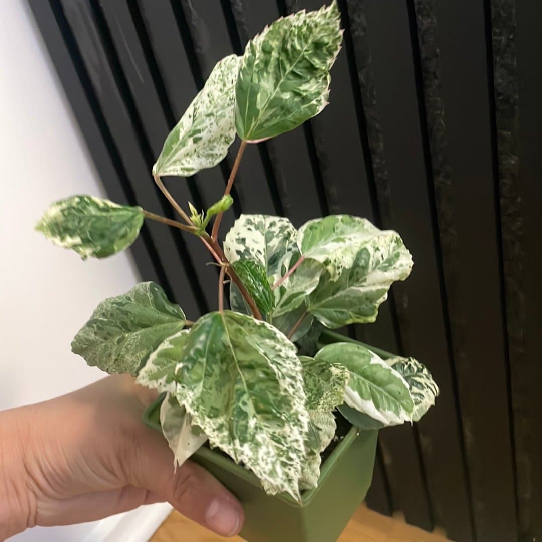 Hibiscus 'Snow Queen' - brokig skönhet
