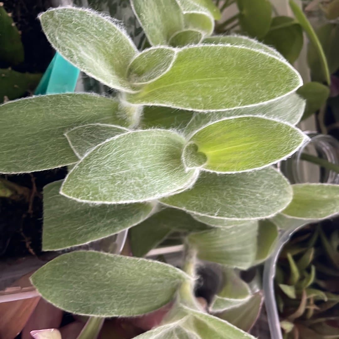 5 styck, Ulliga Ulla, Tradescantia sillamontana