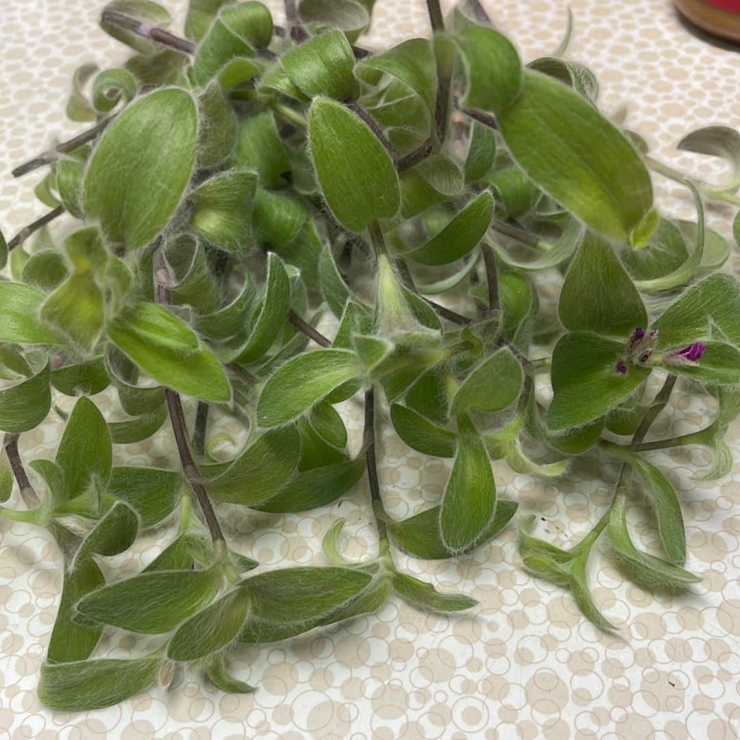 5 styck, Ulliga Ulla, Tradescantia sillamontana