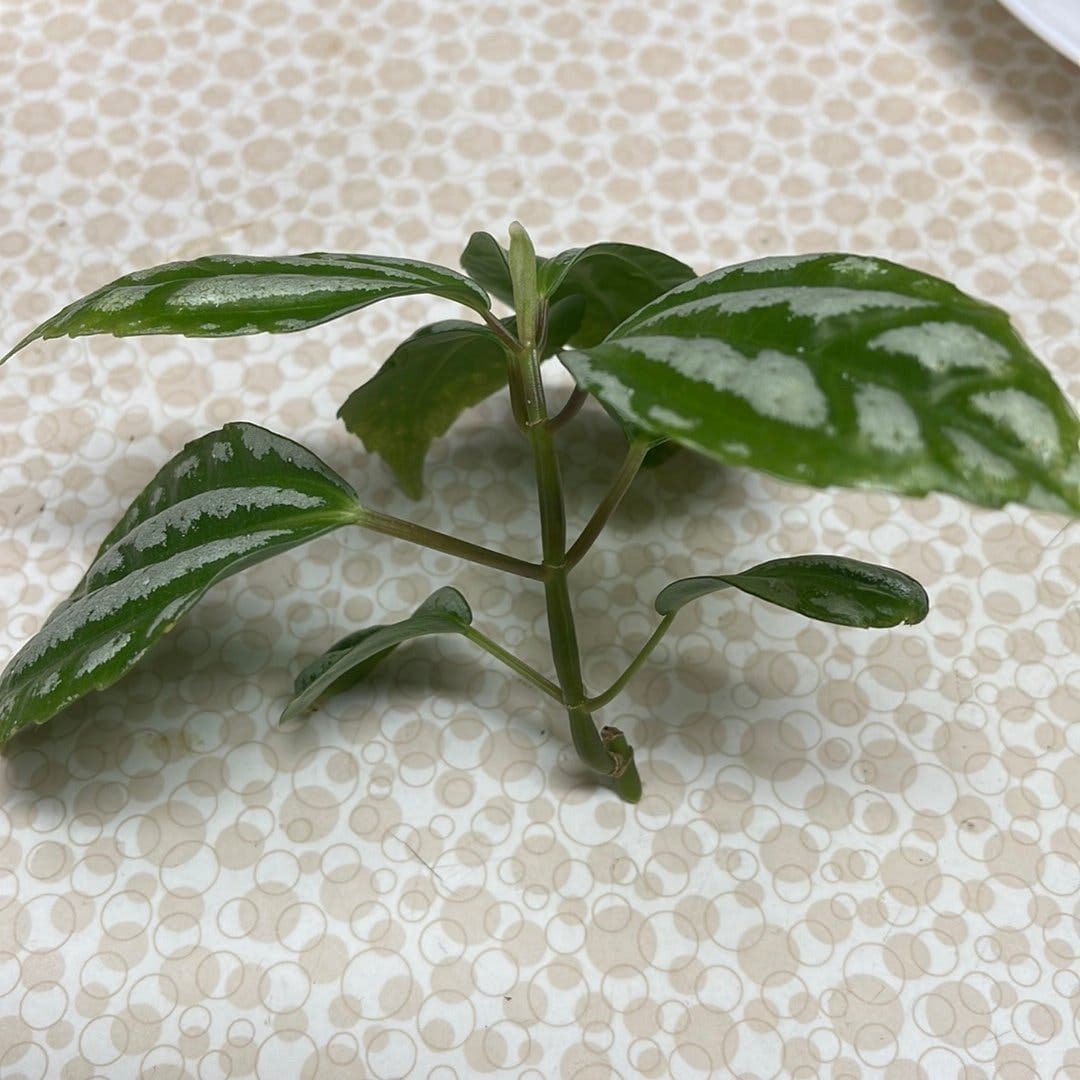 Silverpilea , Pilea cadierei