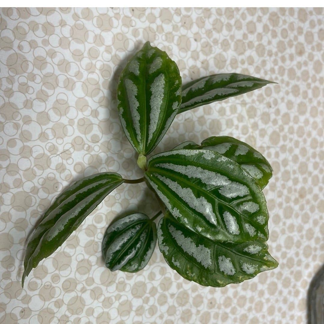 Silverpilea , Pilea cadierei