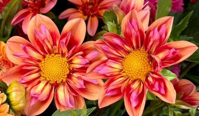 Dahlia 'Orange Hype' - Rotad stickling