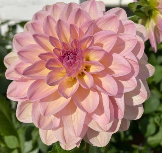 Dahlia 'ALOA Kristina Vogel' - Rotad stickling