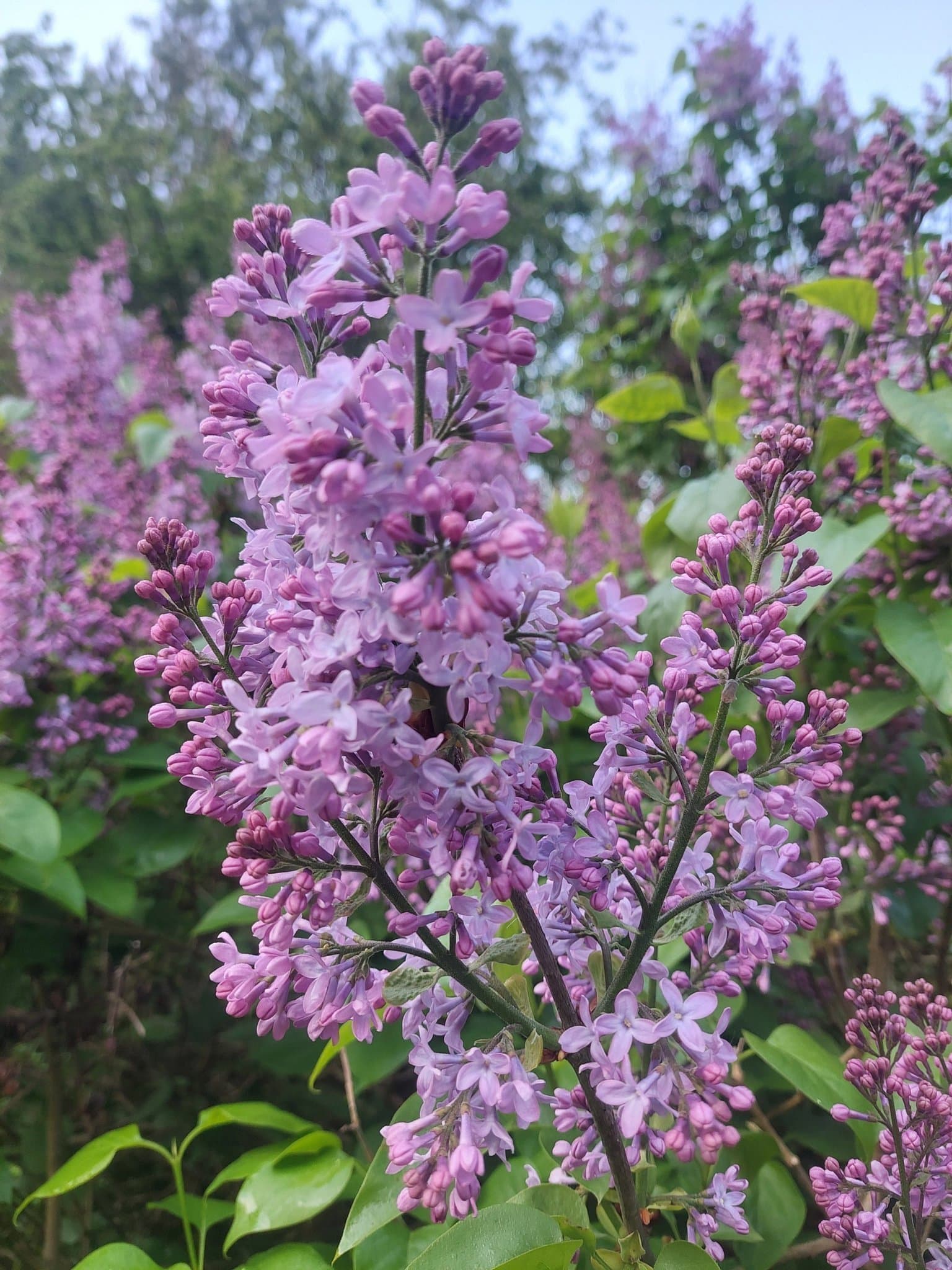 10 × Gammaldags Väldoftande Bondsyrén Syringa Vulgaris