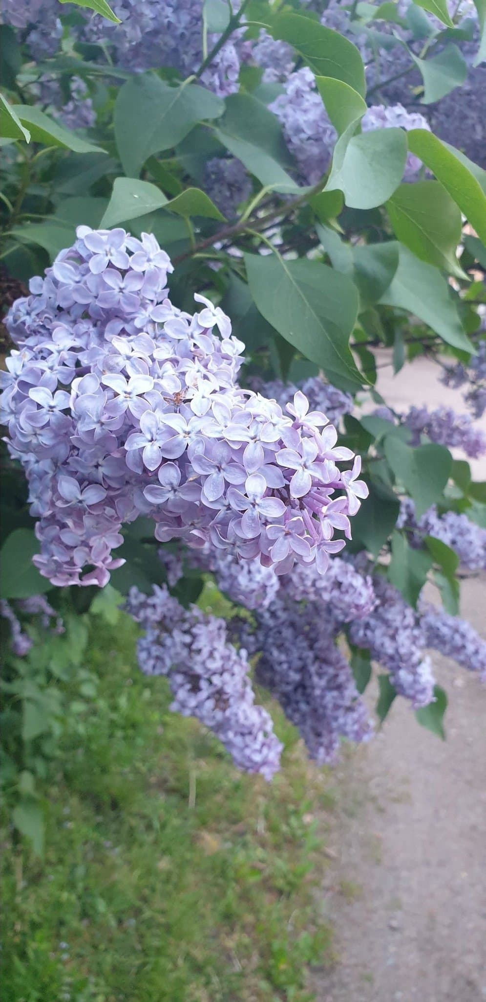 10 × Gammaldags Väldoftande Bondsyrén Syringa Vulgaris