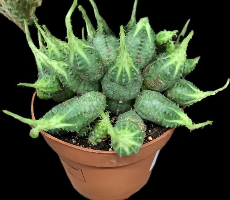 EN FIN PLANTA AV ”Euphorbia Obesa x Suzannae ???"- Hybrid