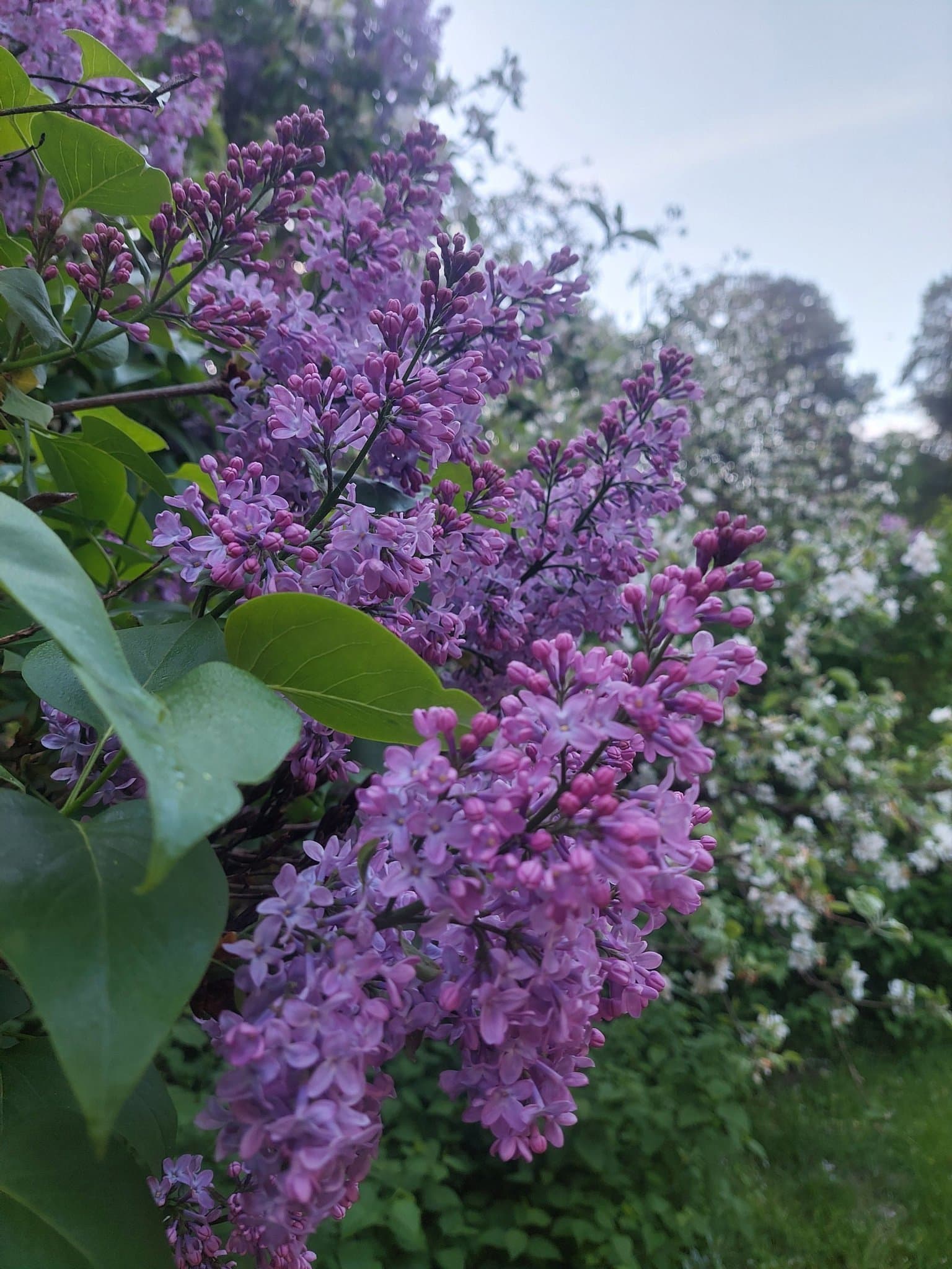 5 × Gammaldags Väldoftande Bondsyrén Syringa Vulgaris