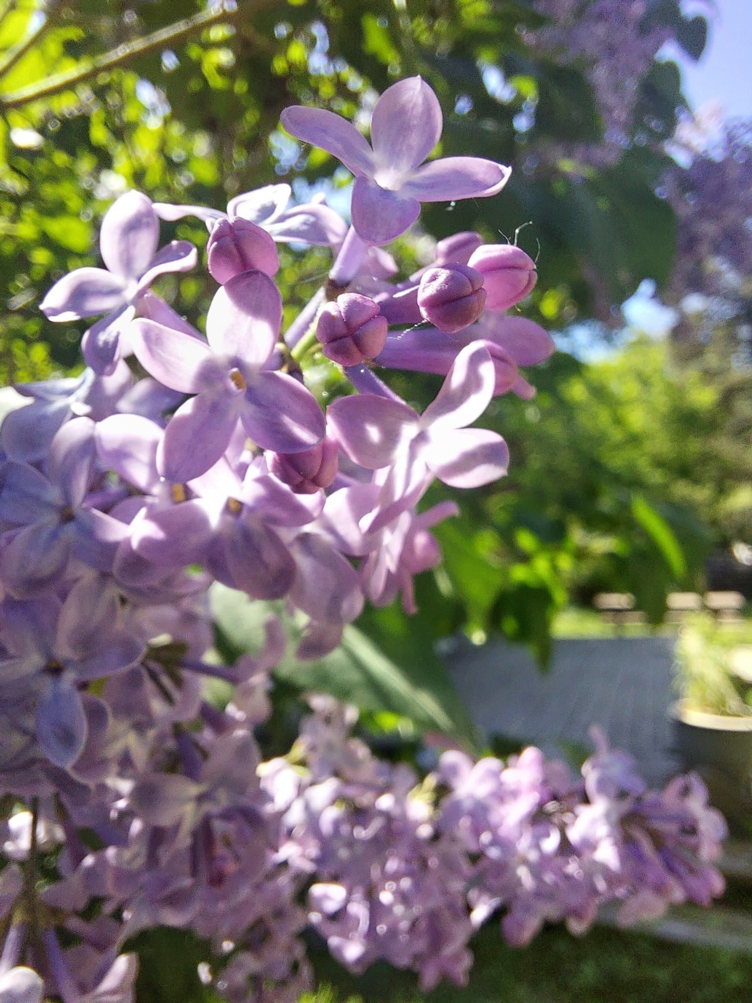 5 × Gammaldags Väldoftande Bondsyrén Syringa Vulgaris
