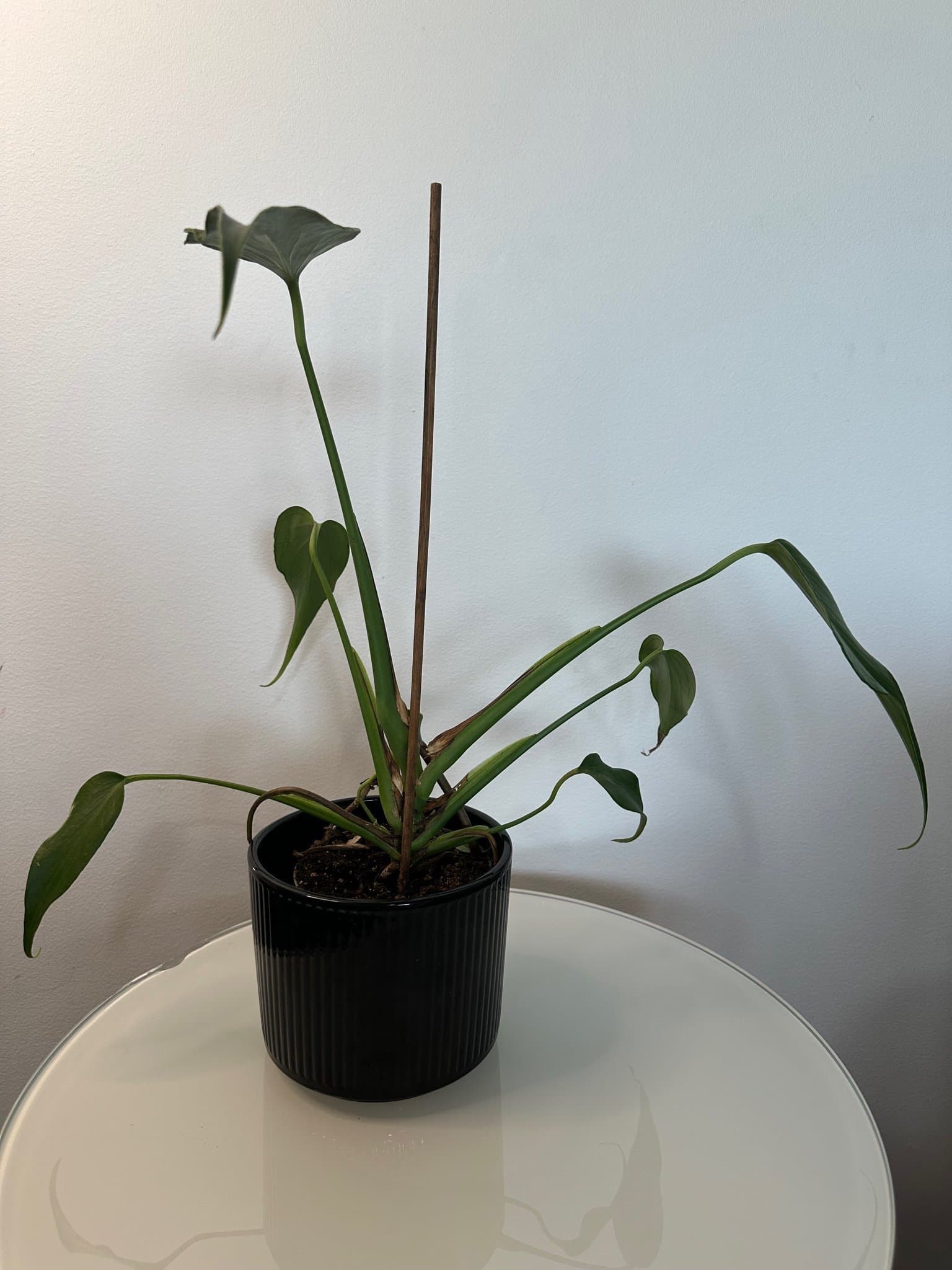 Monstera burle Marx flame
