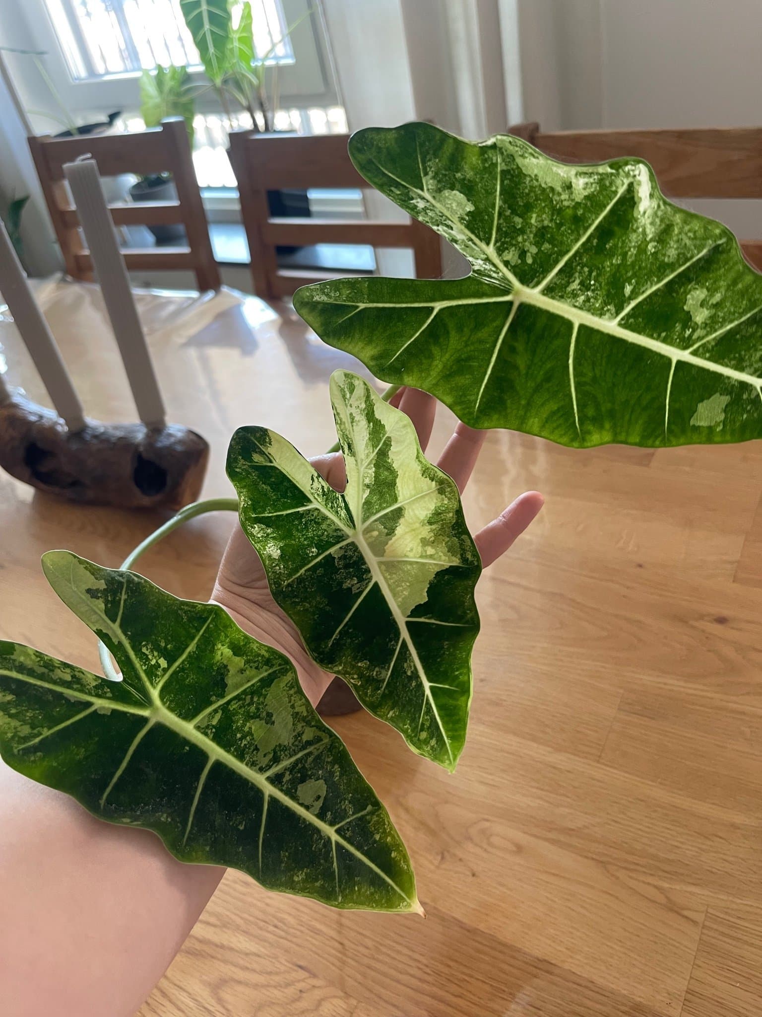 Alocasia Frydek Variegata