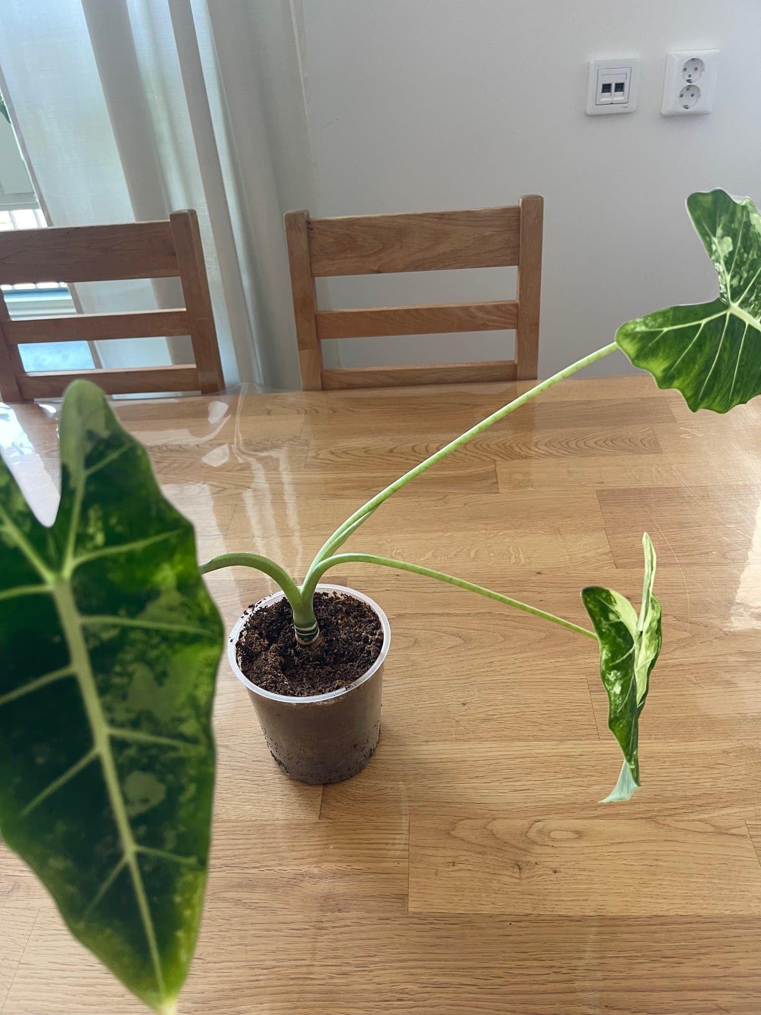 Alocasia Frydek Variegata