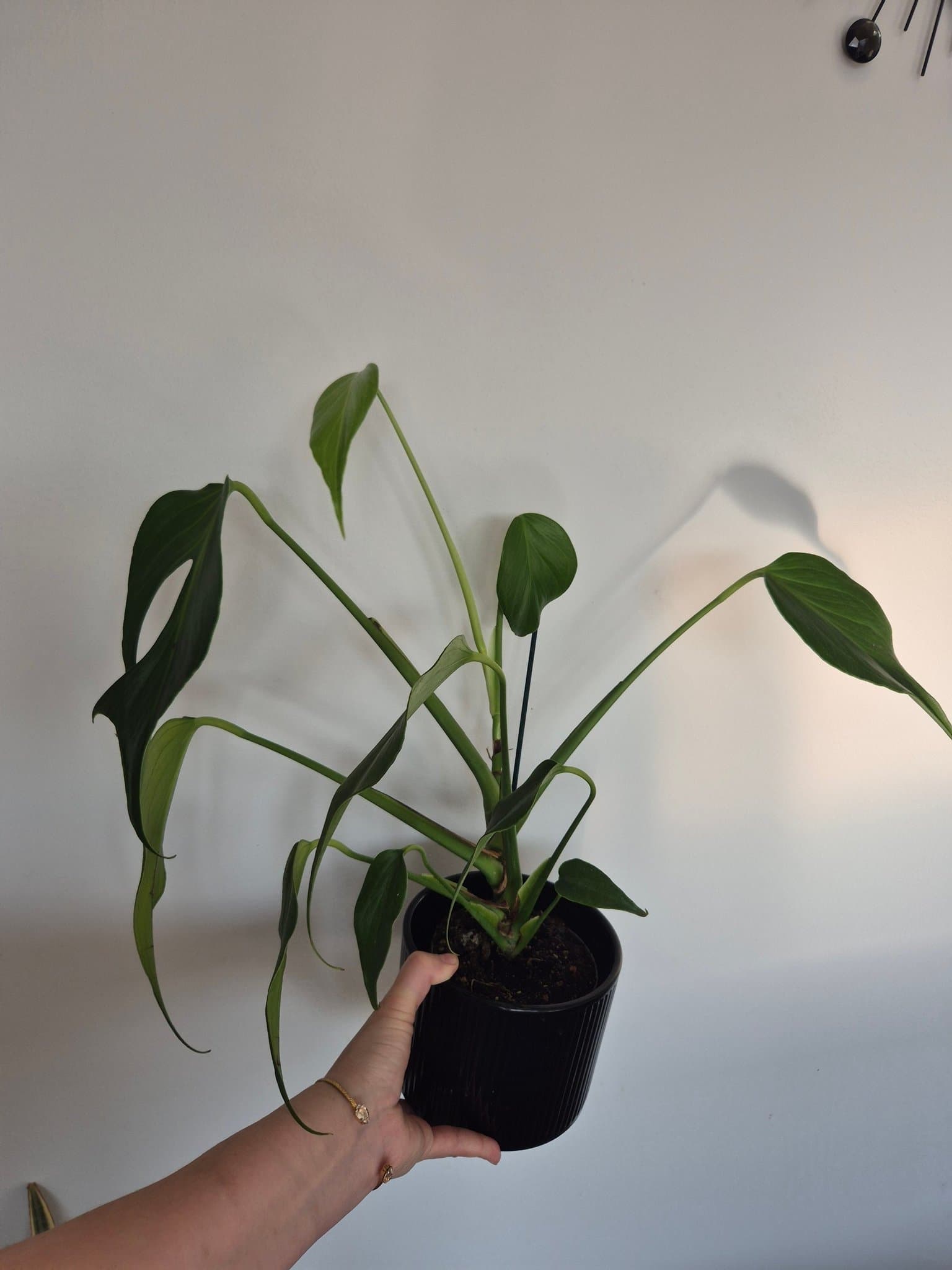 Monstera burle marx flame