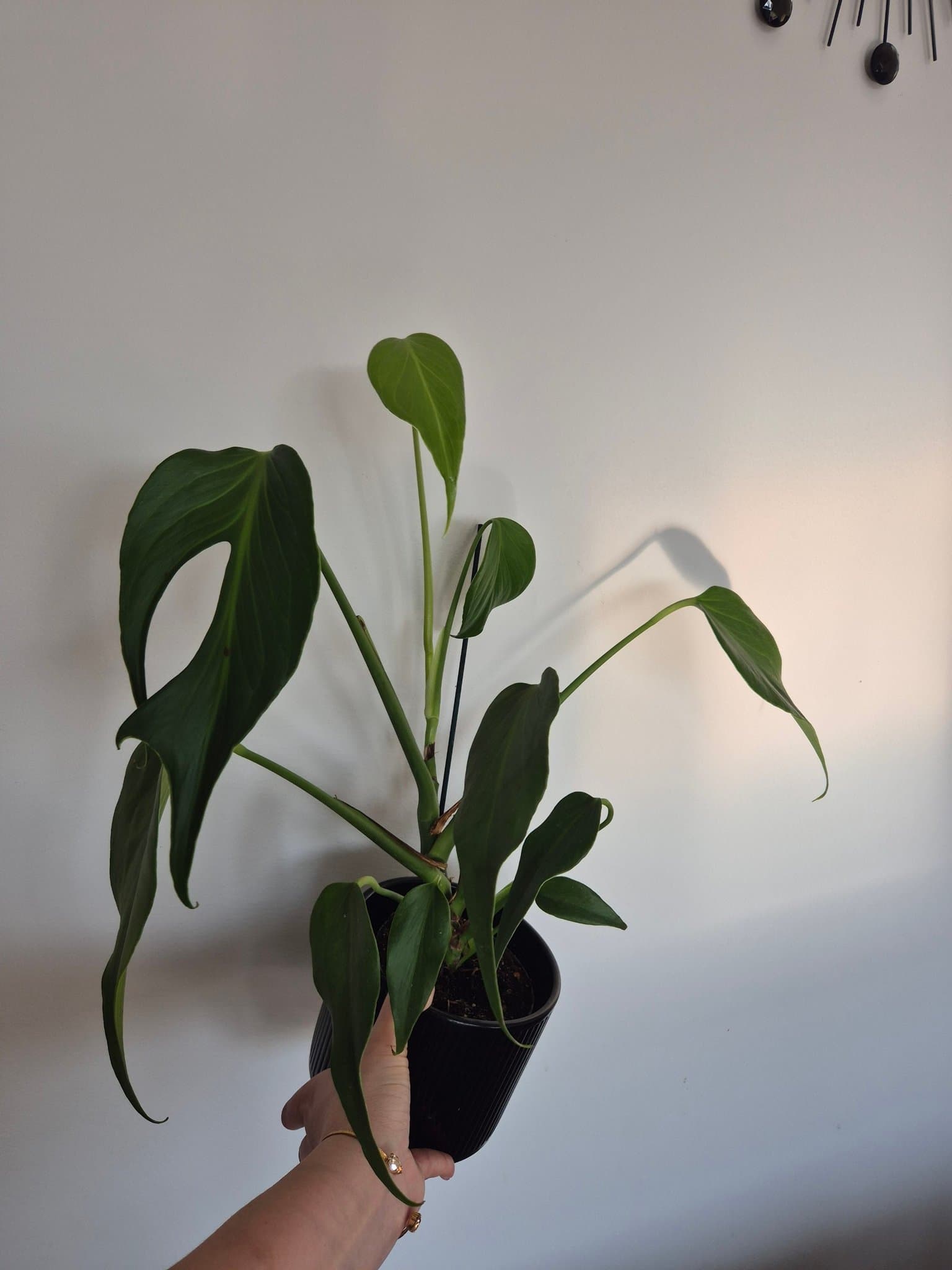 Monstera burle marx flame