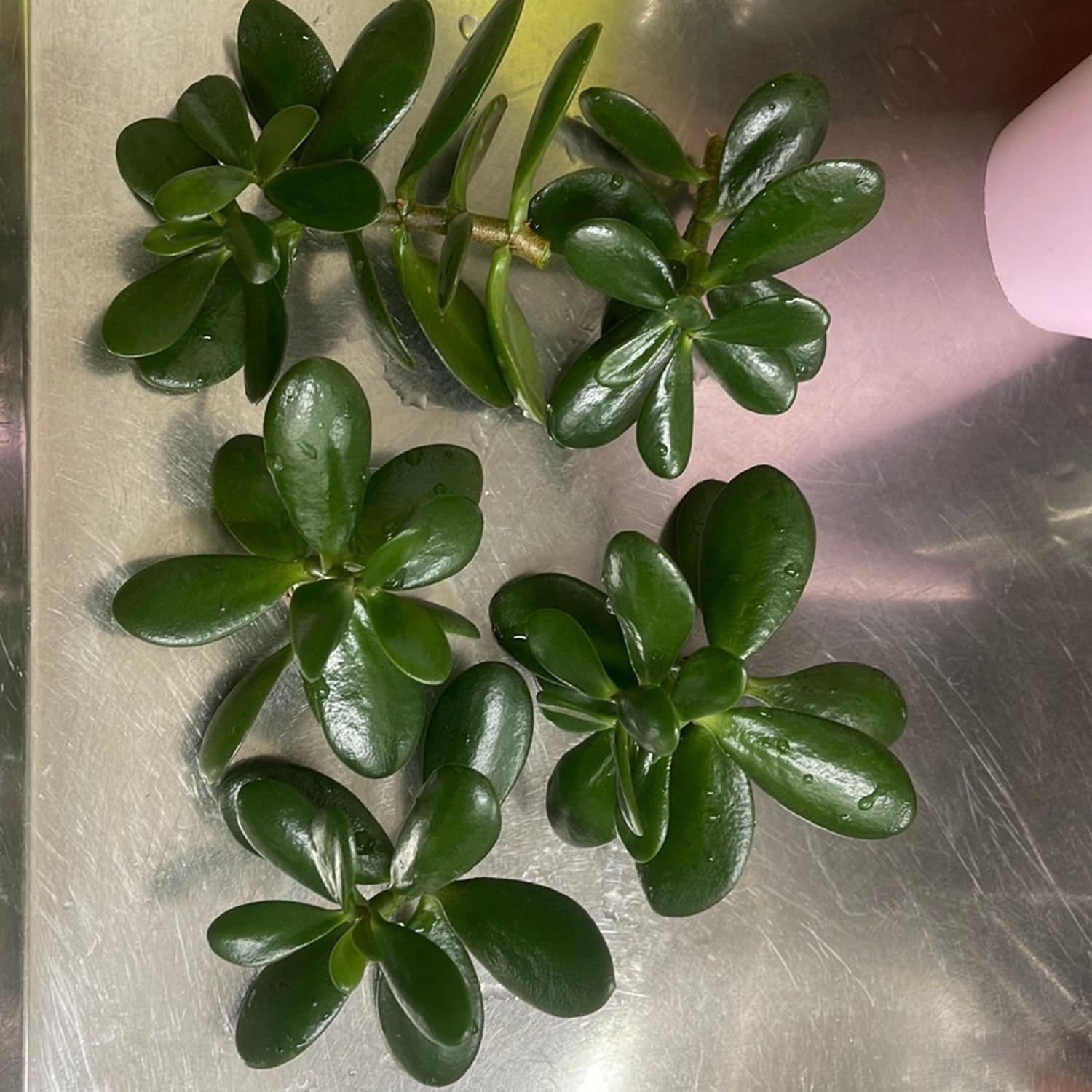 Paradisträd (Crassula), penningträd