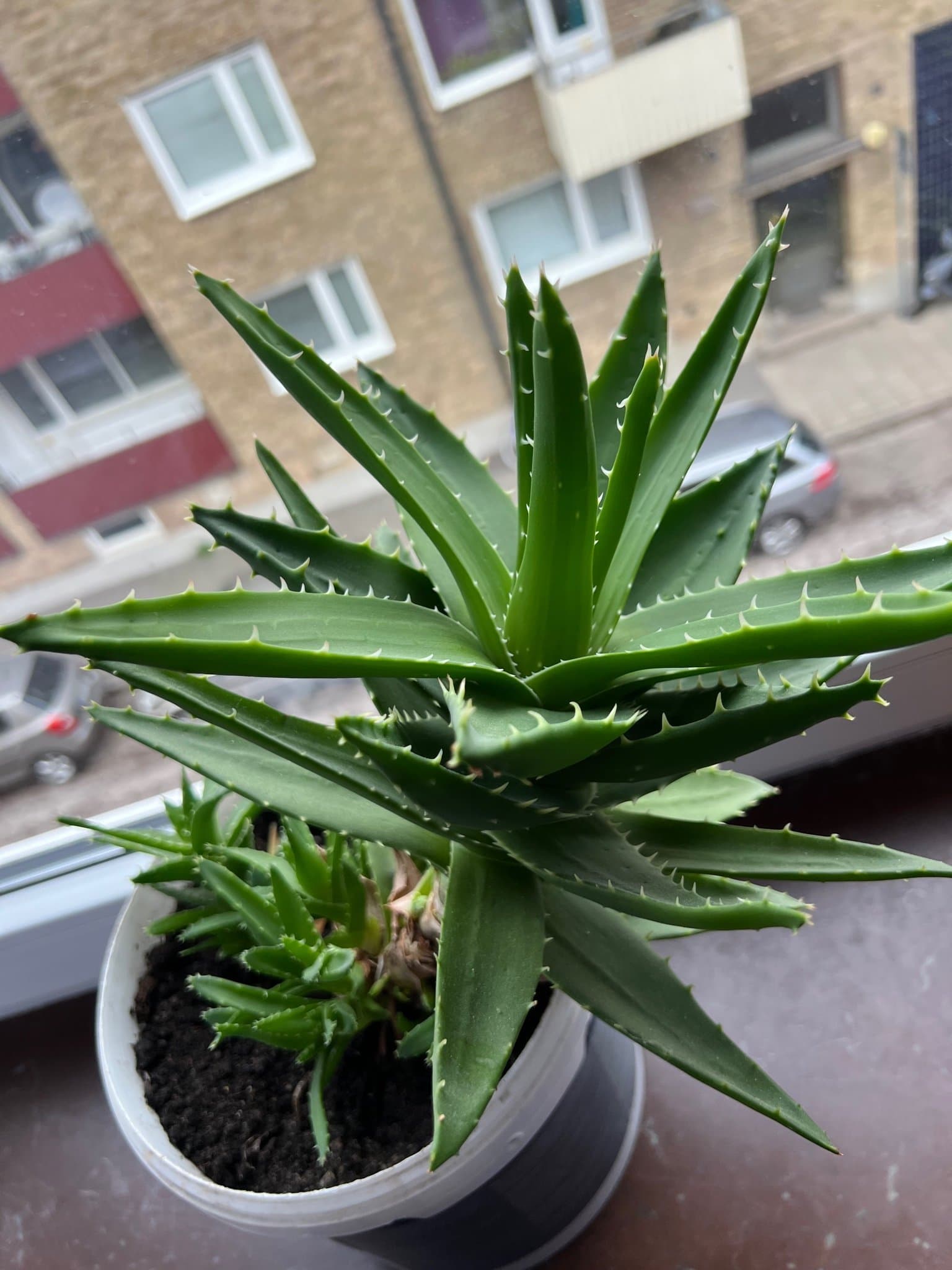 Aloe Vera-växt