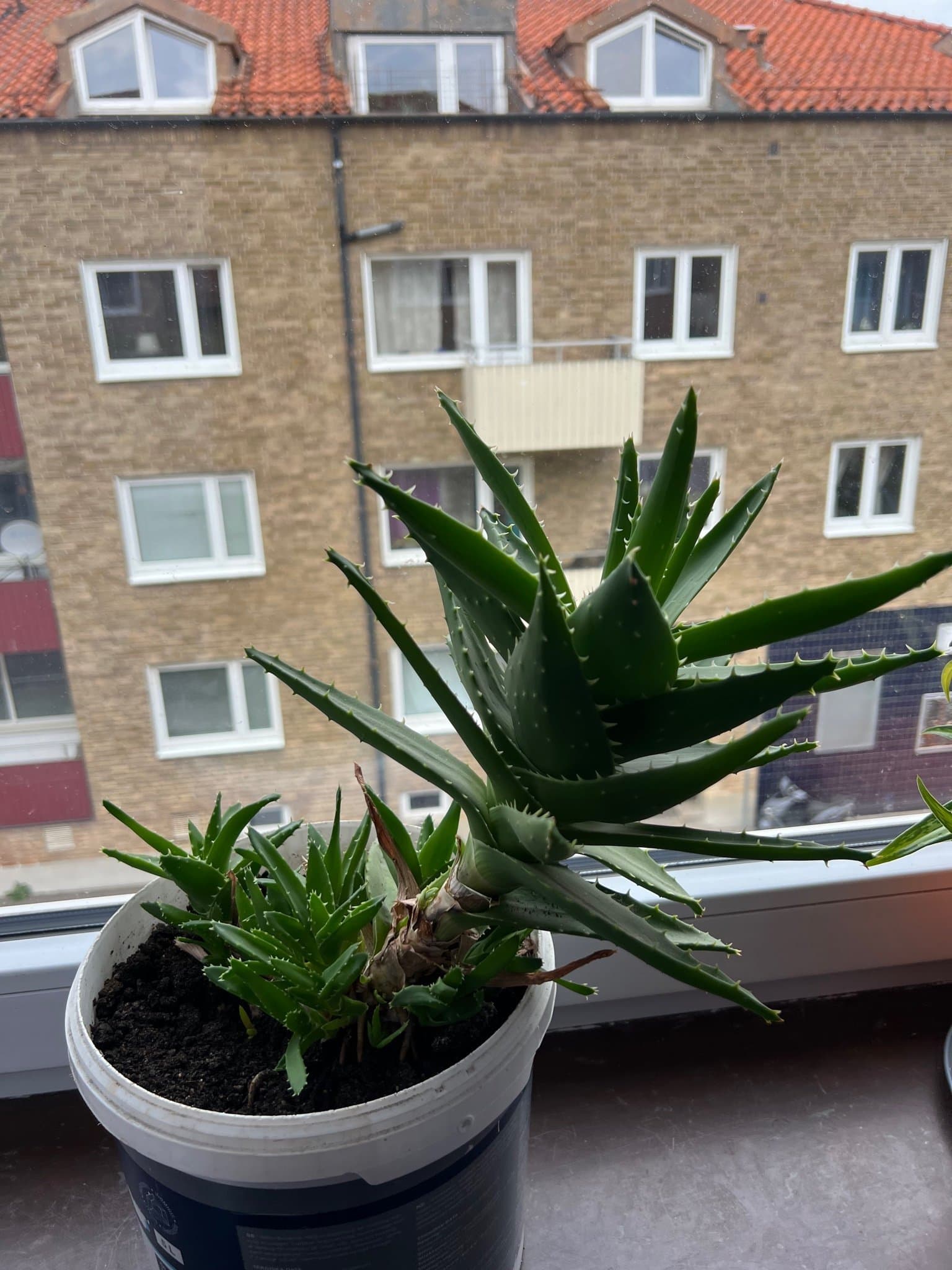 Aloe Vera-växt