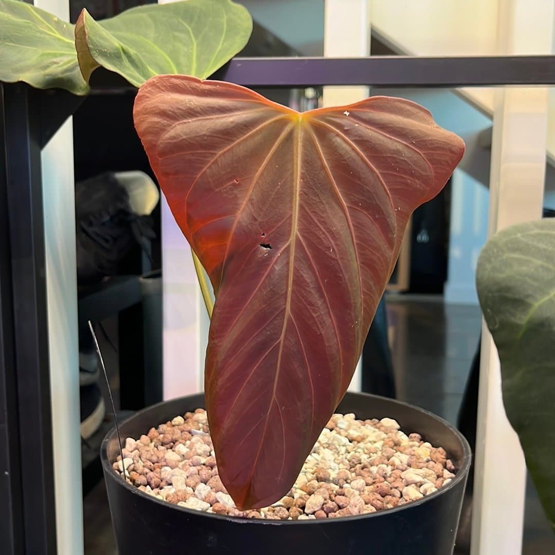 Anthurium X1 x Indo Portillae