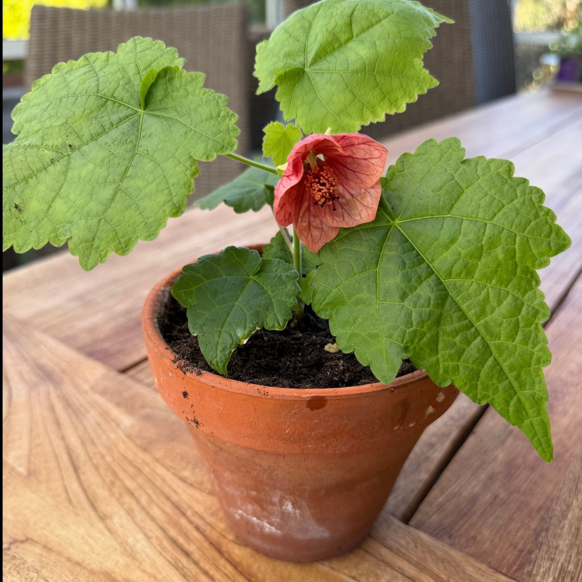 Abutilon - Blomsterlönn / Klockmalva. Frösådd liten planta, Aprikos /rosa /röd.