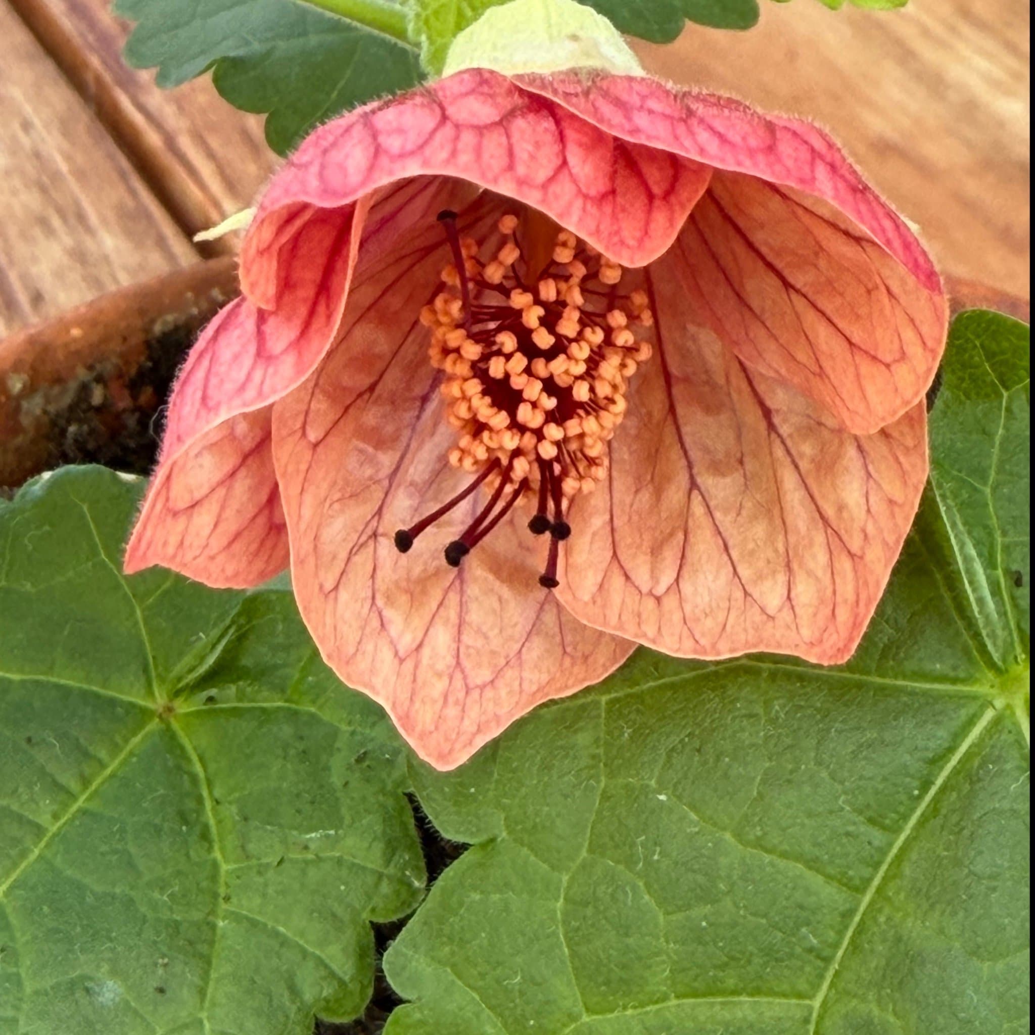 Abutilon - Blomsterlönn / Klockmalva. Frösådd liten planta, Aprikos /rosa /röd.
