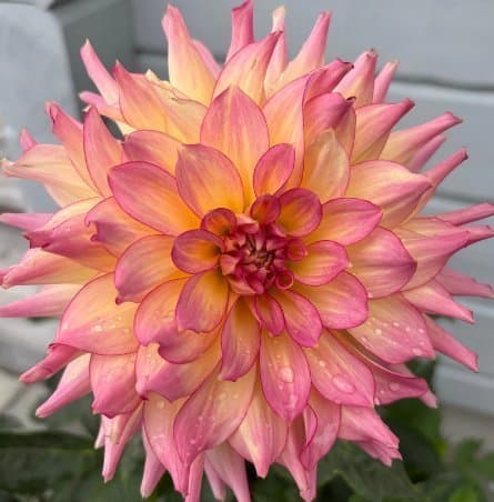 Dahlia 'AC Twisp' - Rotad stickling