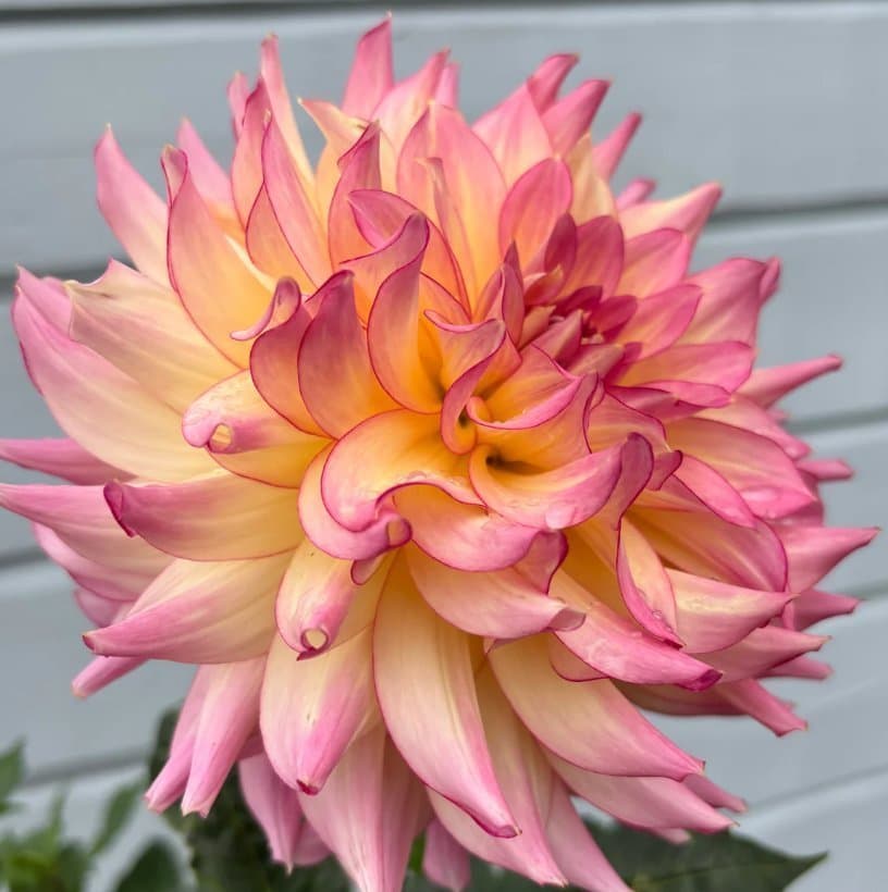 Dahlia 'AC Twisp' - Rotad stickling