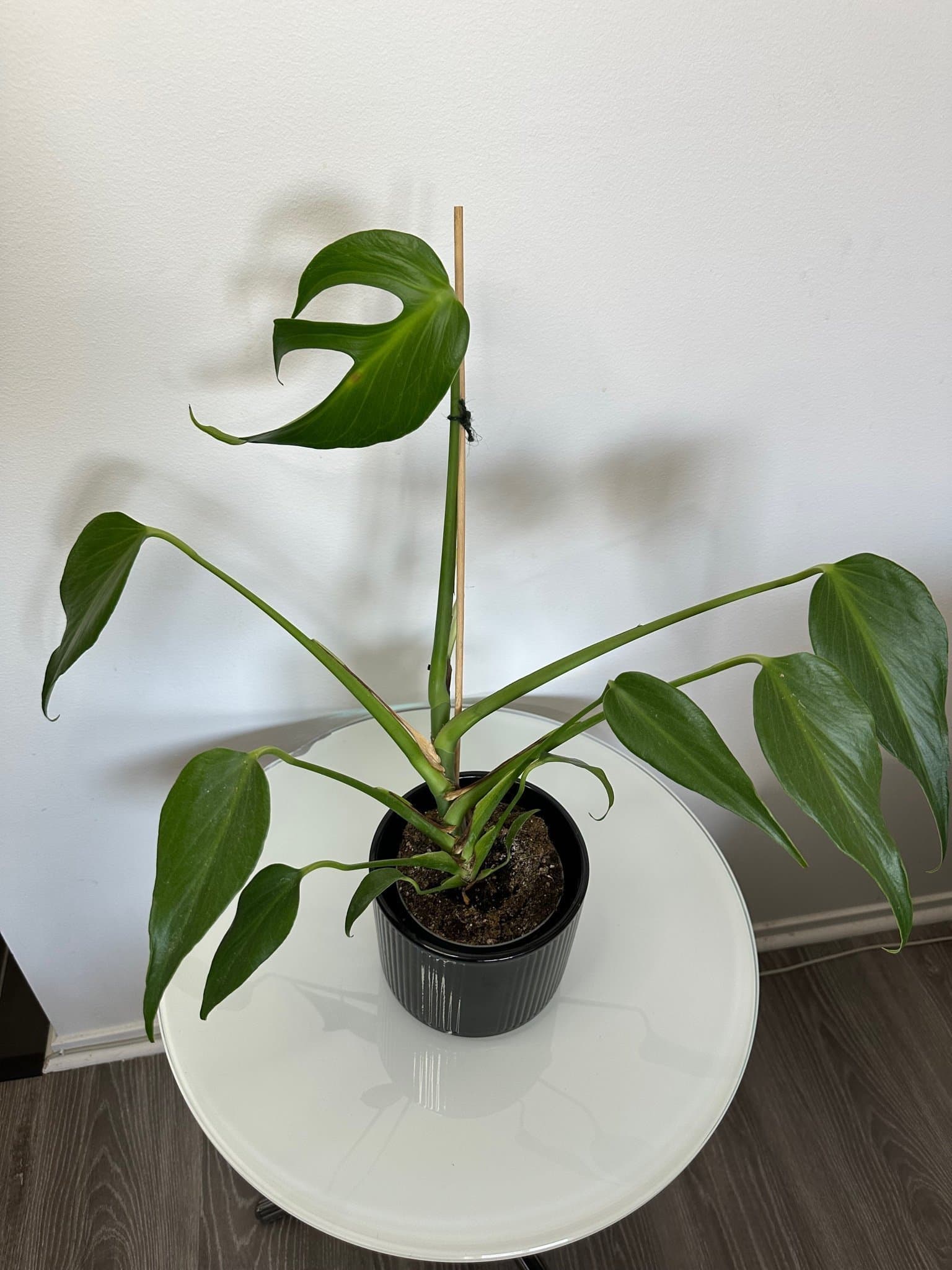 Monstera burle marx flame