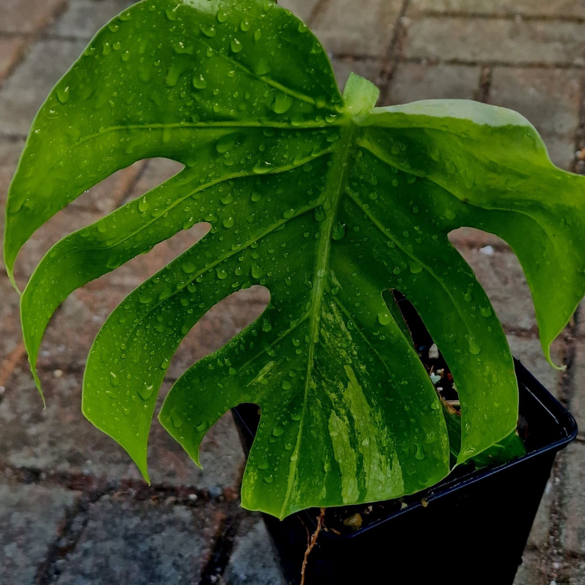 XXL - Monstera Deliciosa Larg form creamy noid