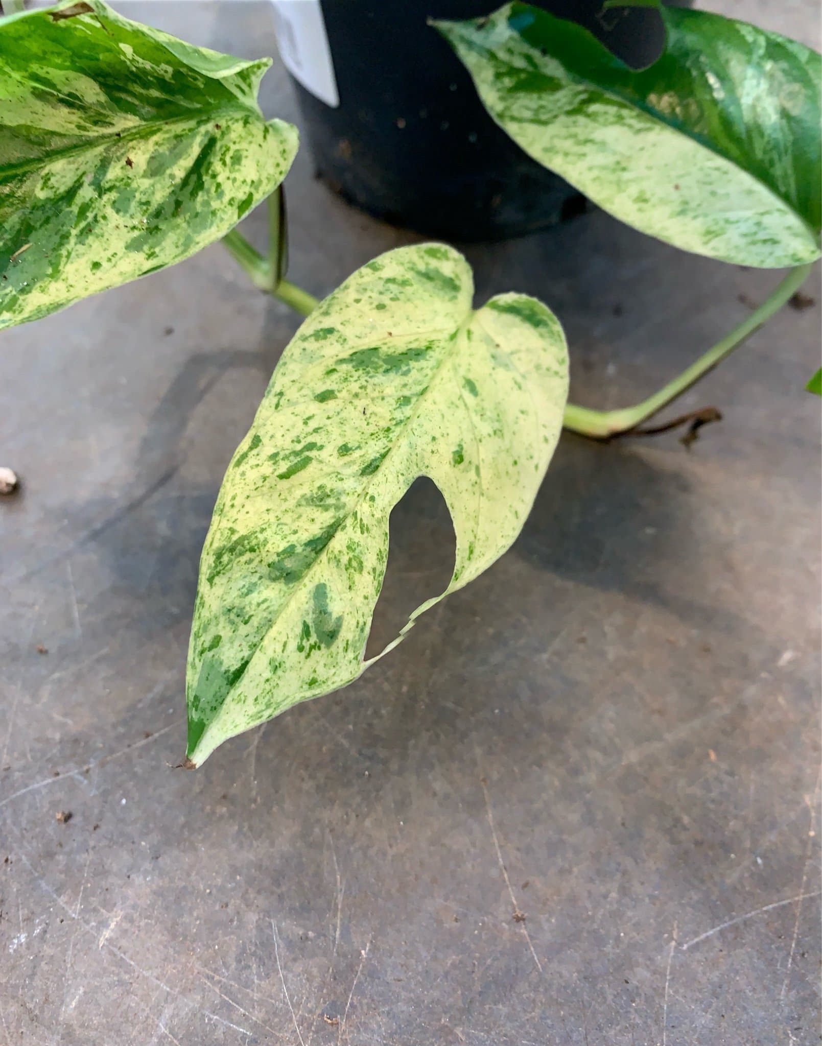 Två sticklingar av EPIPREMNUM ' MARBLE VARIEGATA ' EPIPREMNUM PINNATUM