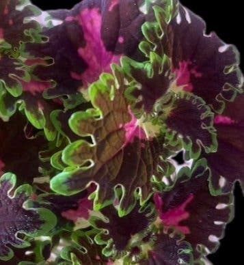 Två sticklingar av palettblad / Palettblad , coleus Colourful Duckfoot