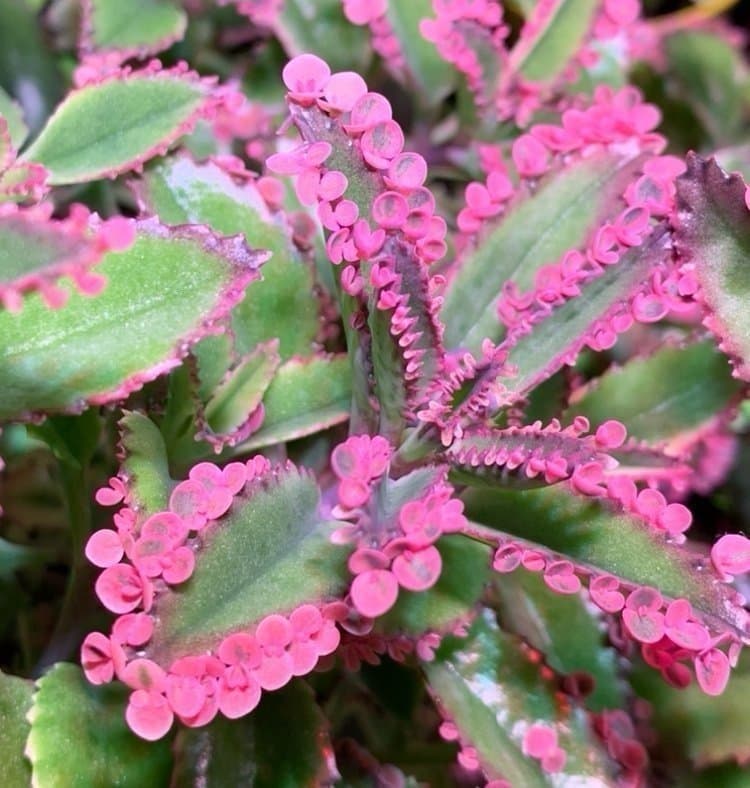 En liten planta av Kalanchoe Variegata 'Pink Butterflies'