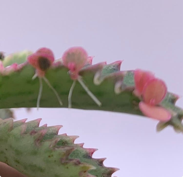 En liten planta av Kalanchoe Variegata 'Pink Butterflies'