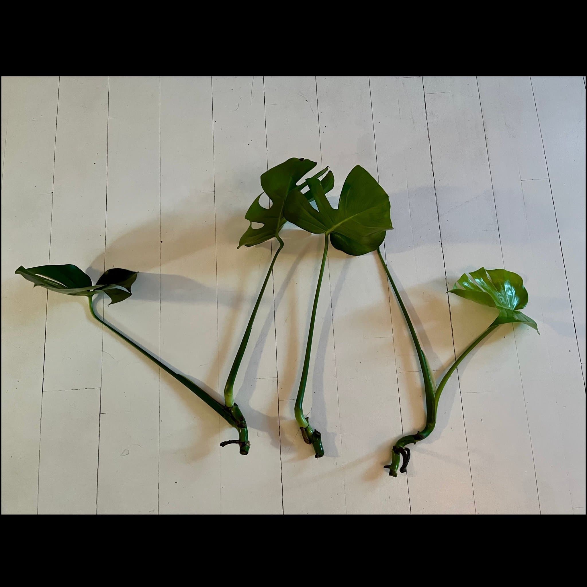 Monstera Deliciosa sticklingar 3st stora