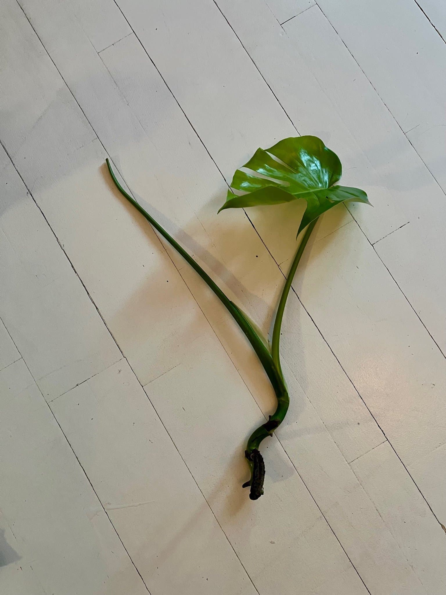 Monstera Deliciosa sticklingar 3st stora