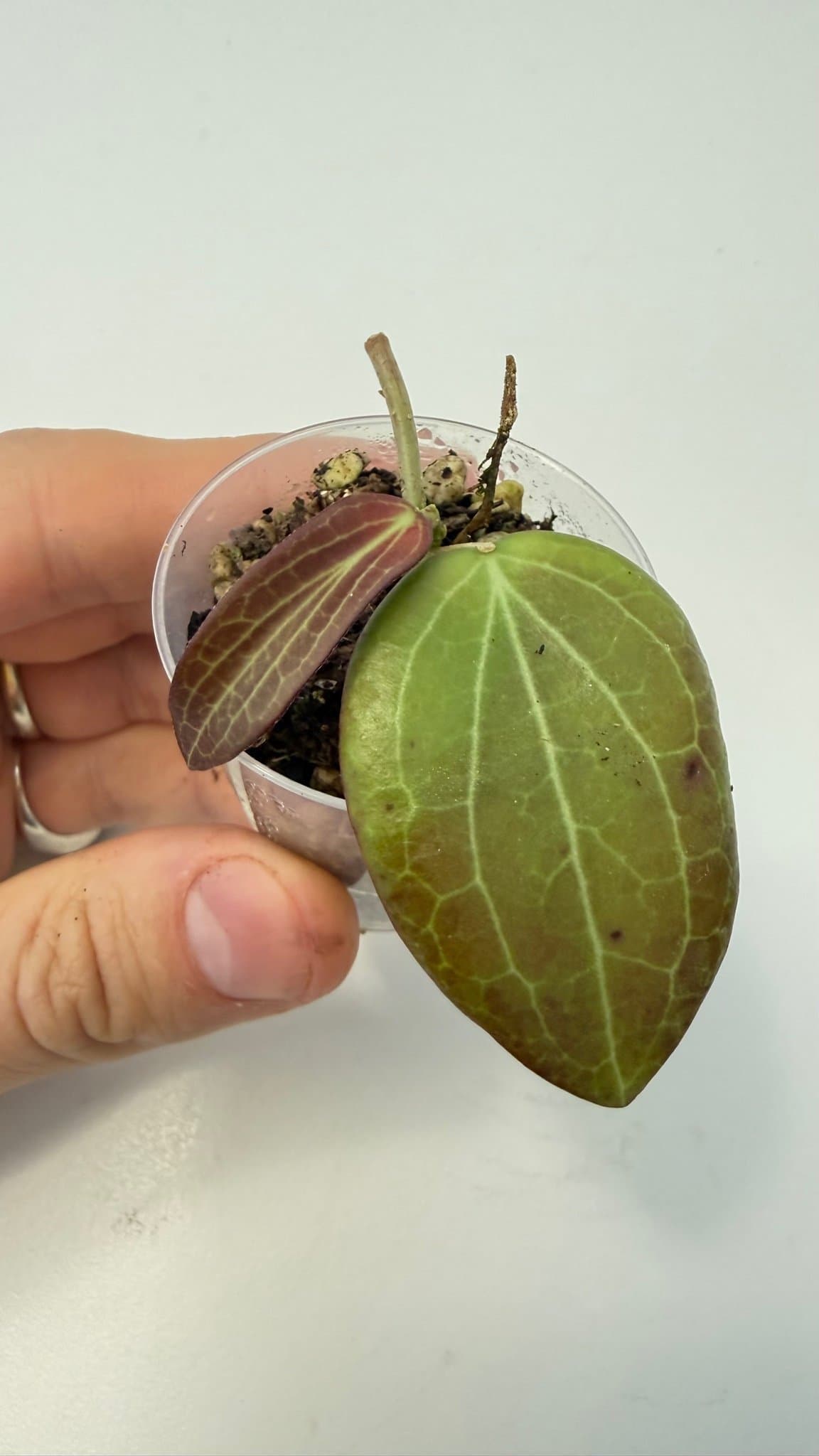 Hoya sp. benvergarai