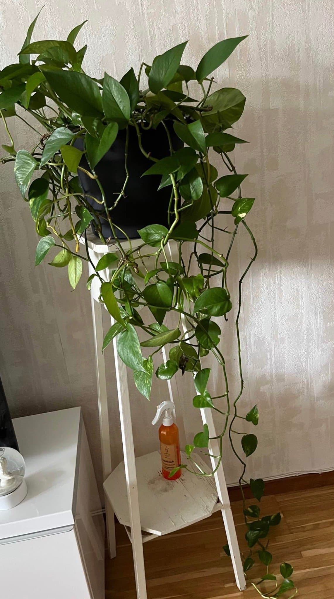 Gyllene Ranke (Epipremnum Aureum)